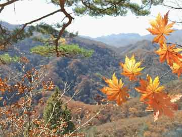 昌平酥梨采摘最新动态与市场价格解析